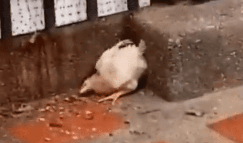 Facebook viral: Pollo ve que están a punto de atraparlo y sorprende a todos con insólita reacción [VIDEO]