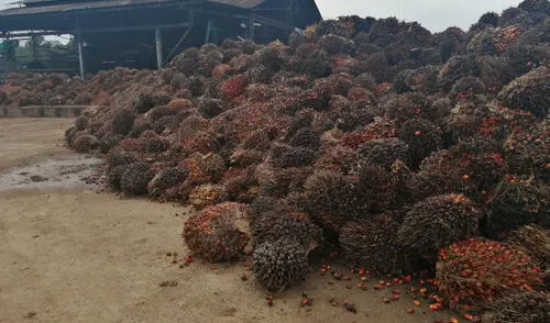Fruto de palma aceitera