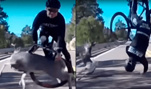 YouTube viral: violento choque entre ciclista y un ciervo a toda velocidad preocupa a miles [VIDEO]