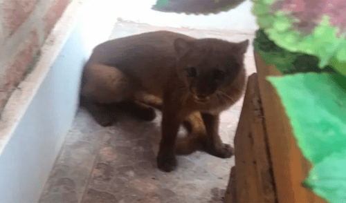 Argentina – coronavirus – animales en extinción – animales