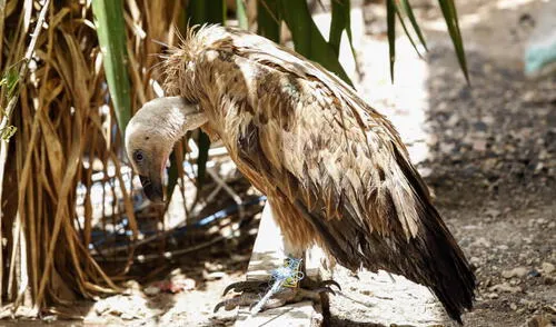 Nelson, el buitre acusado de espía que terminó preso en un país en guerra  [VIDEO]