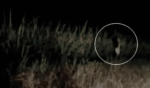 YouTube viral: terror genera terrorífica criatura humanoide filmada corriendo en descampado [VIDEO]
