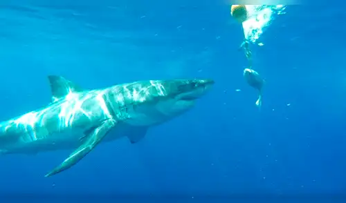 YouTube viral: Enorme tiburón golpea brutalmente en la cara a un buceador [VIDEO] 