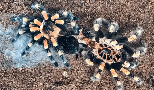 YouTube viral:captan momento en el que tarántula cambia de piel y su aspecto impacta a miles [VIDEO] 