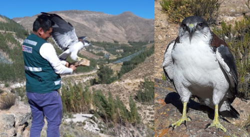 En Tacna liberaron a tres aguiluchos tras proceso de rescate y recuperación.