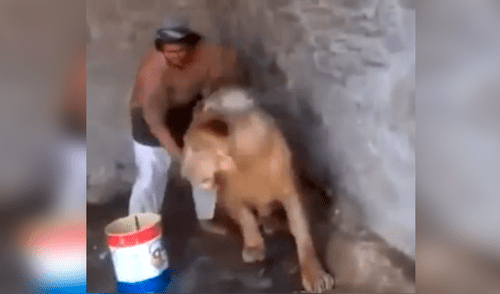 YouTube viral: Este león se dejó bañar cual pequeño gato por hombre que ingresó a su jaula [VIDEO] 