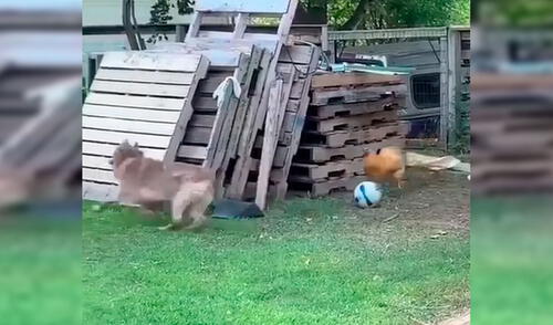 Facebook viral: perro demuestra su tierna amistad con una gallina y juegan juntos a las ‘chapadas’ [VIDEO]