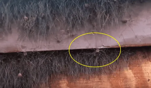 YouTube viral: nido de miles de arañas es descubierto en el lugar menos pensado [VIDEO]