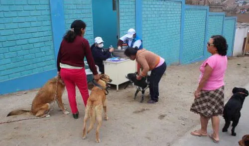vacunacion de perros foto andina