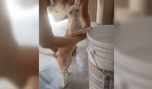 Facebook: video de gato que se deja bañar causa furor en redes sociales Facebook: video de gato que se deja bañar causa furor en redes sociales