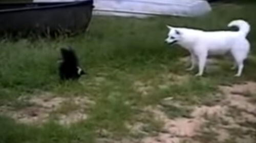 Facebook: Zorrillo se enfrenta a curioso perro y todo termina de la peor forma Facebook: Zorrillo se enfrenta a curioso perro y todo termina de la peor forma