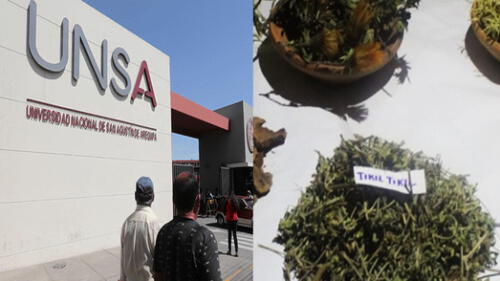 Arequipa: Unsa investigará beneficios antitumorales de hierba medicinal tiquil tiquil