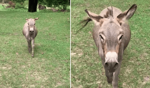 Burro se reencuentra con la mujer que lo cuidó desde bebé y protagonizan emotiva escena [VIDEO]