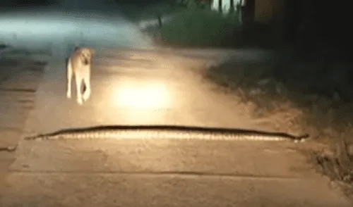 Facebook viral: perro camina sobre el cuerpo de enorme serpiente y esta abre sus mandíbulas