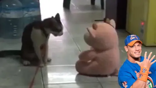 En Facebook: gato arrasa en redes tras técnica de luchador [VIDEO]