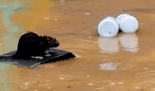 Desliza las imágenes para ver a la intrépida rata salvando su vida tras el paso del tifón. Foto: Facebook Desliza las imágenes para ver a la intrépida rata salvando su vida tras el paso del tifón. Foto: Facebook