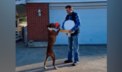 Facebook viral: perro juega básquet