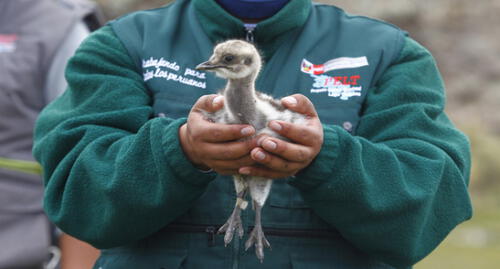 Según el Serfor, el Suri, está amenazado por la caza furtiva.