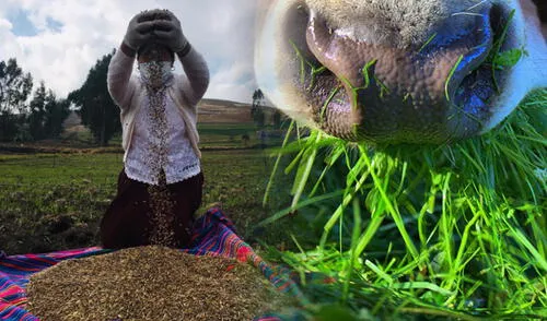 vaca pasto vaca pasto