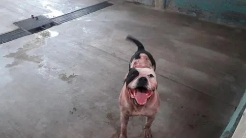 Autoridades no sacrificarán a pitbull que mató a ladrón 