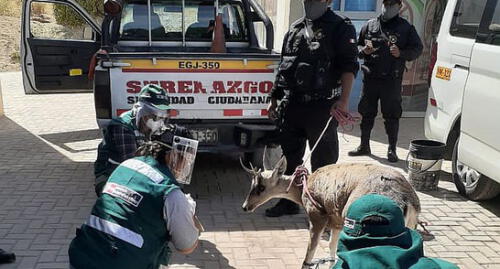 Arequipa. Taruca o venado andino fue rescatado por serenos de Cerro Colorado y será sometido a evaluacón.