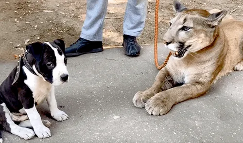 YouTube viral tierno perro bebe trata de lamer a feroz puma y ocurre esto Viral Video Rusia I am puma Redes Sociales Mx puma Tendencias La Republica