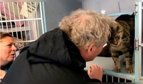 Facebook: familia se reencuentra con su gato luego de dos años gracias a las redes sociales [FOTOS]