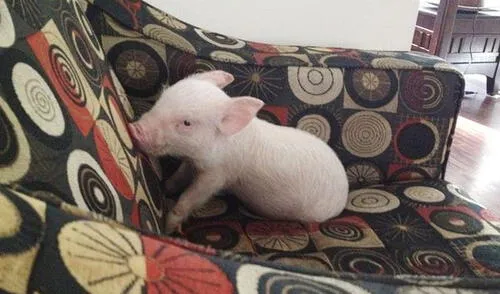 Hombre adoptó un “mini pig” pero ahora pesa casi 300 kilos | FOTOS