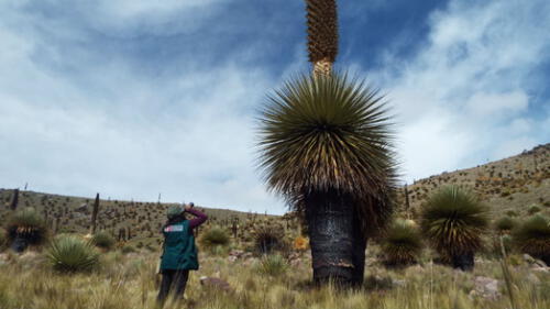 Puno: queman más de mil árboles de Puya Raimondi [FOTOS]
