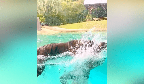 Facebook viral: hombre se lanza a la piscina y enorme tigre tiene efusiva reacción al verlo