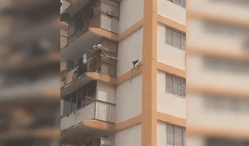 YouTube viral: vecinos se unen para rescatar a un gato que no podía bajar de un enorme edificio [VIDEO]