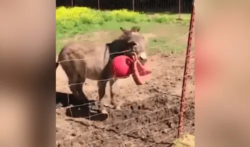 YouTube viral: Burro se comporta como tierno perrito cuando le lanzan una pelota [VIDEO]