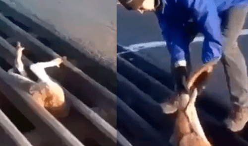 Facebook: hombre se gana el aplauso de miles al salvar a un canguro atrapado en una rejilla Facebook: hombre se gana el aplauso de miles al salvar a un canguro atrapado en una rejilla