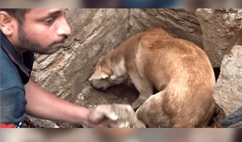 Facebook viral: perra ayuda a cavar enorme hoyo para rescatar a sus cachorros enterrados [VIDEO]