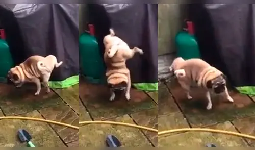 Facebook: Perro realiza arriesgada maniobra mientras se encontraba miccionando