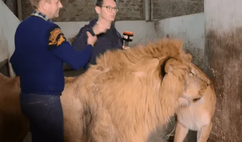 YouTube viral: leones aparecen mientras reportero entrevista a cuidador y sucede esto [VIDEO]