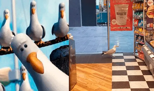 Facebook viral: gaviota es captado 'robando' golosinas en un tienda de Estados Unidos [VIDEO]