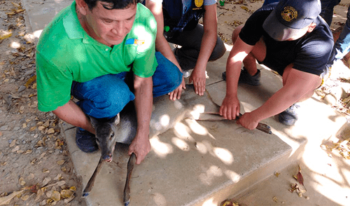 Ministerio Públicos animales exóticos