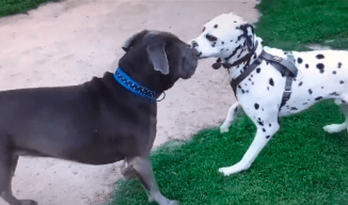 Desliza para ver las imágenes de TikTok. Foto: captura dalmata perro