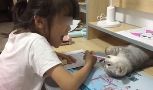 Gatita le ‘roba’ el lápiz a su pequeña dueña para que no haga las tareas y juegue con ella [VIDEO]