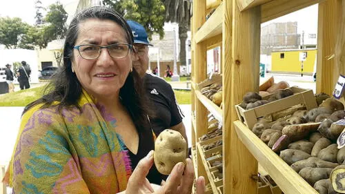 Origen. Presentan muestra de más de 200 variedades de papa. Origen. Presentan muestra de más de 200 variedades de papa.