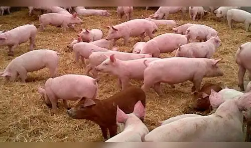 Arequipa: Fomentan crianza de ganado porcino en Tambo