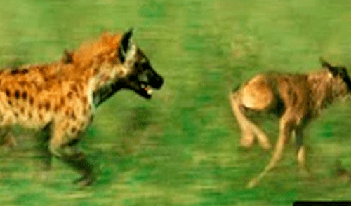 YouTube viral: feroz hiena ataca a cría de 'ñu' y desenlace sorprende al mundo [VIDEO]