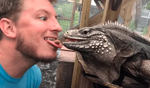 YouTube: Hombre le da comida a una iguana con peculiar método y ocurre lo inesperado