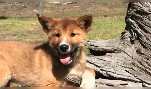 Pensó que había adoptado un tierno cachorro, pero se llevó una gran sorpresa