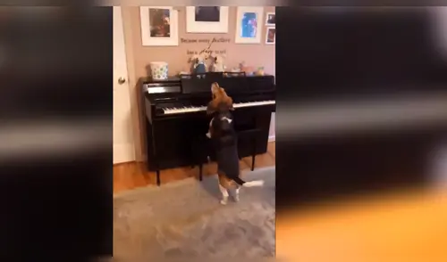 Facebook viral: Perro hace un show musical con piano y causa furor en las redes [VIDEO]