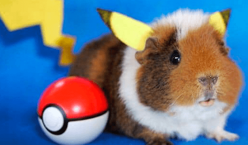 Facebook viral: cuy peruano se vuelve ‘cosplayer' y desata furor en redes sociales [FOTOS]