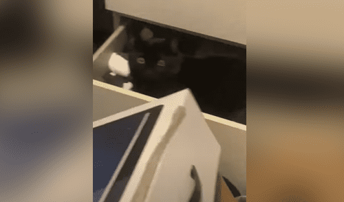 Facebook viral: realiza la limpieza de su casa y descubre el escondite secreto de su travieso gato