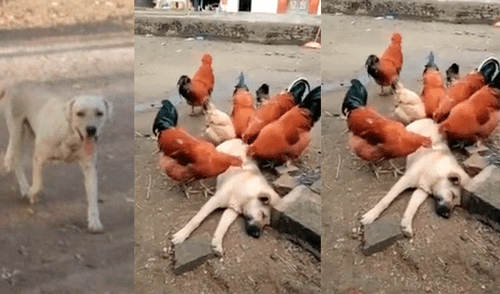 Facebook: perro callejero tenía muchas pulgas y gallos lo picotean para comérselas [VIDEO]