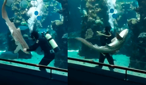 YouTube: Tiburón es amante de los masajes, su amigo buzo lo consiente |VIDEO